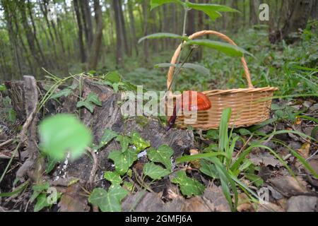 Ganoderma Lucidum - Ling Zhi Pilz Stockfoto