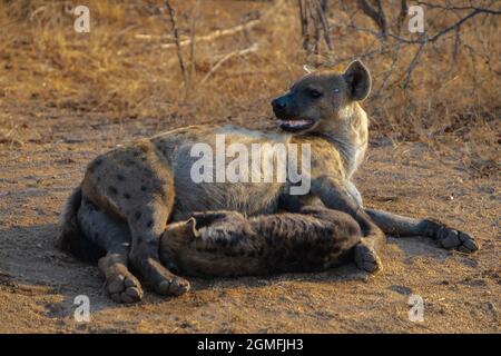 Gefleckte Hyäne, die von ihrer Mutter trinkt Stockfoto