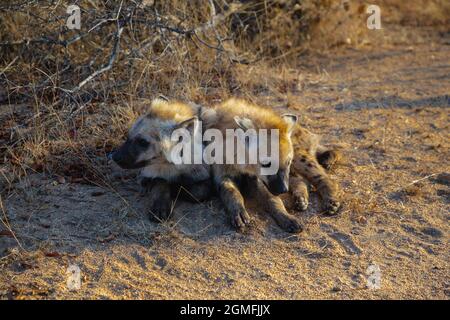 Zwei junge gefleckte Hyäne liegen nebeneinander. Stockfoto