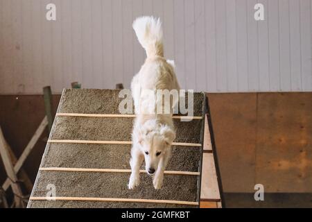 Agility-Wettbewerbe, Sportwettkämpfe mit Hund, um den Kontakt mit dem Besitzer zu verbessern. Helles goldenes Retriever mit langem flauschigen Schwanz geht unten Trainingsequi Stockfoto