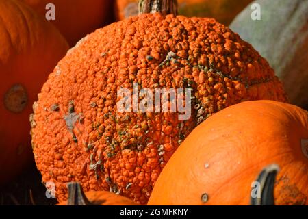 Red Warty Pumpkin an einem Verkaufsstand Stockfoto