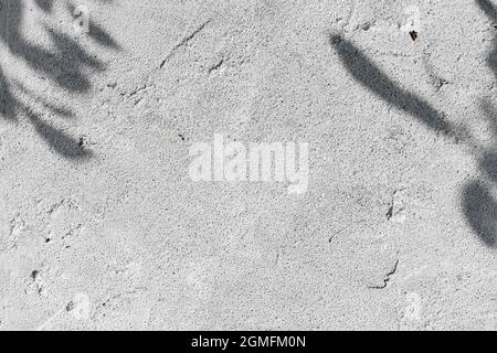 Baumschatten über rauer Betonwand. Schatten eines Baumes auf einer weiß getünchten Zementwand. Struktur der grauen Betonwand. Speicherplatz kopieren Stockfoto