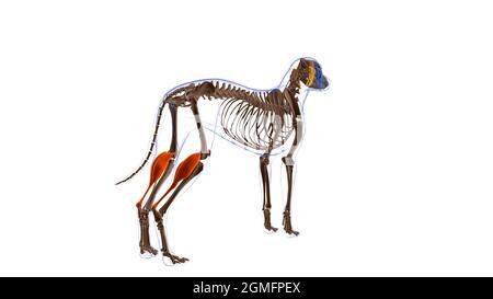 Gastrocnemius Muscle Dog Muscle Anatomy for Medical Concept 3D Illustration Stockfoto