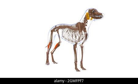 Flexor digitorum superficialis B Muscle Dog Muscle Anatomy for Medical Concept 3D Illustration Stockfoto