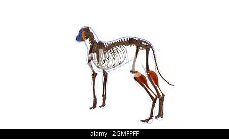 Gastrocnemius Muscle Dog Muscle Anatomy for Medical Concept 3D Illustration Stockfoto