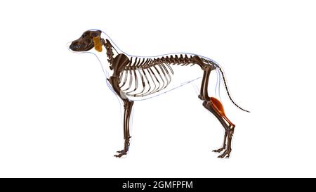 Gastrocnemius Muscle Dog Muscle Anatomy for Medical Concept 3D Illustration Stockfoto