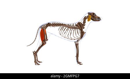 Gracilis Muscle Dog Muscle Anatomy for Medical Concept 3D Illustration Stockfoto