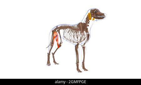 Gracilis Muscle Dog Muscle Anatomy for Medical Concept 3D Illustration Stockfoto