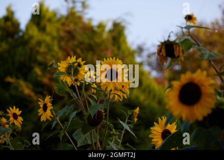 Sonnenblumen im Spätsommer gesehen. Stockfoto