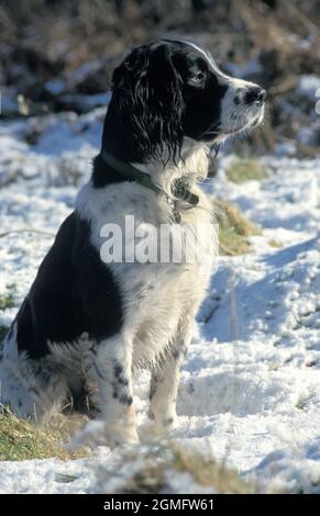 springer Spaniel, alleinerziehender Erwachsener im Schnee Stockfoto