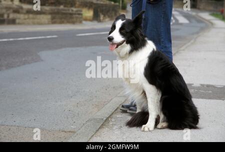 Border Collie Schäferhund mit Besitzer sitzt am Bordstein warten auf die Straße zu überqueren Stockfoto