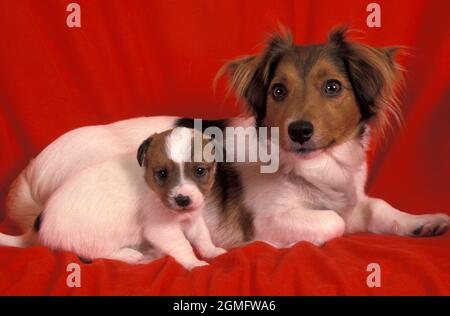 Portrait papillon Jack russell Kreuz & Welpe auf roter Decke Stockfoto