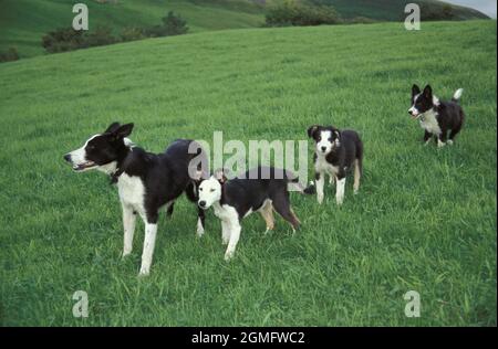 Schäferhund und ihre 3 Puppen laufen auf dem Feld, Keld, Swaledale, Yorkshire Dales, England Stockfoto