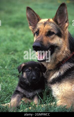 Elsässer Schäferhund und ihr Welpe Stockfoto