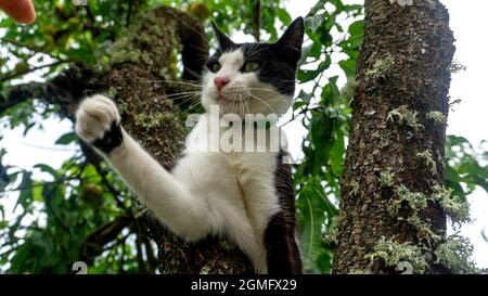 Schwarz-weiße Katze mit einem Bein in der Luft Stockfoto