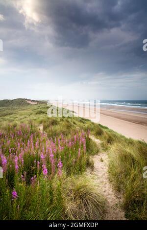 Leuchtend rosafarbene Blüten von Rosebay Willow Herb auf den Sanddünen der Druridge Bay unter einem stürmischen Himmel im Spätsommer an der Northumberland-Küste im Nordosten Stockfoto