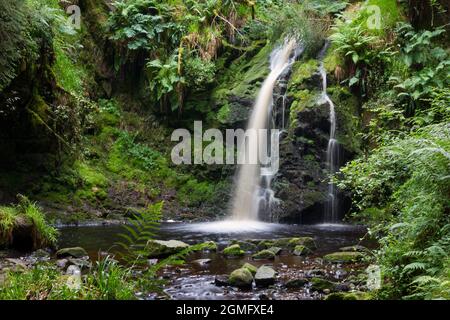 Hindhope Linn Wasserfall, Kielder Forest Park, Northumberland im Sommer ein schöner Wasserfall in einem abgelegenen bewaldeten Tal. Stockfoto