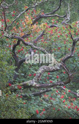 Eichenzweige und Eberesche mit leuchtend roten Beeren auf den Mooren im Herzen des Northumberland National Park in Nordostengland in Late Summe Stockfoto