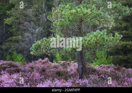 Im Spätsommer befindet sich im Herzen des Northumberland National Park in Nordostengland eine Kiefer mit einer Decke aus violettem Heidekraut auf den Mooren. Stockfoto