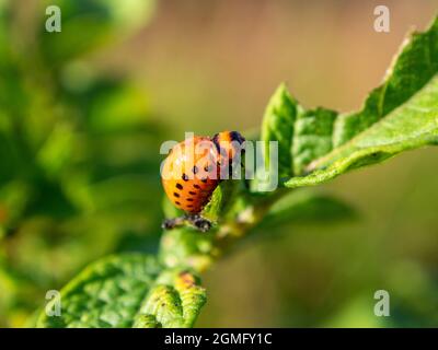 Kolorado-Kartoffelkäfer-Larve auf einem Kartoffelblatt. Makrofotografie. Stockfoto