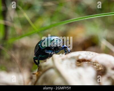 Mistkäfer auf einem verwelkten Blatt. Makrofotografie, Natur. Stockfoto