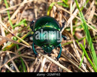 Mistkäfer im Waldstreu. Makrofotografie, Natur. Stockfoto