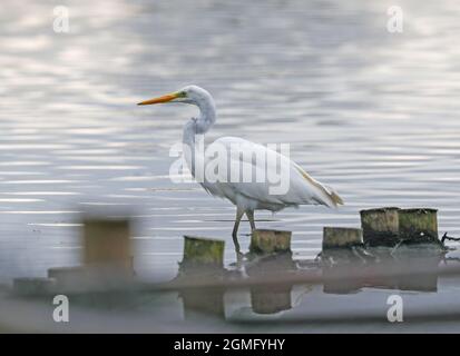 Silberreiher (Ardea Alba) Stockfoto