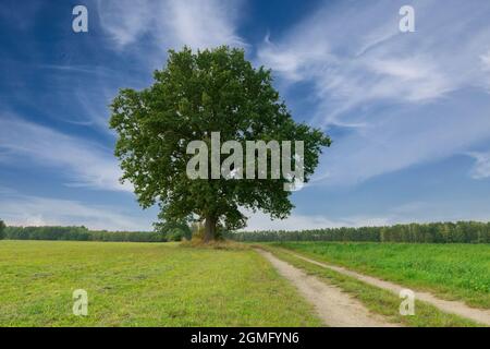 Einsamer Baum auf einer grasbewachsenen Ebene. Stockfoto