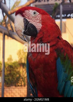 Roter Papagei scharlachroter Ara, Vogel am Ast, Kairo, Ägypten. Stockfoto