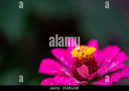Schöner, farbenfroher, unscharfer Blumenhintergrund mit Kopierbereich Stockfoto