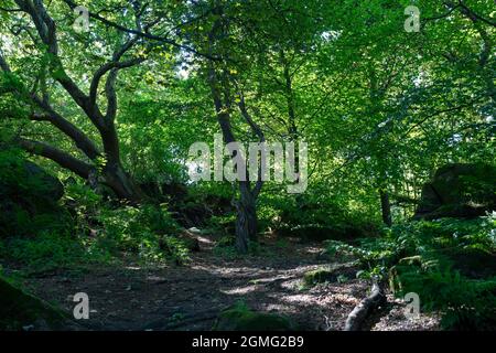 Blick auf die Baumkronen der meist Big Leaf Maple Trees, Edinburgh Schottland Großbritannien Stockfoto