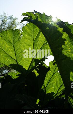 Blick auf die Baumkronen der meist Big Leaf Maple Trees, Edinburgh Schottland Großbritannien Stockfoto