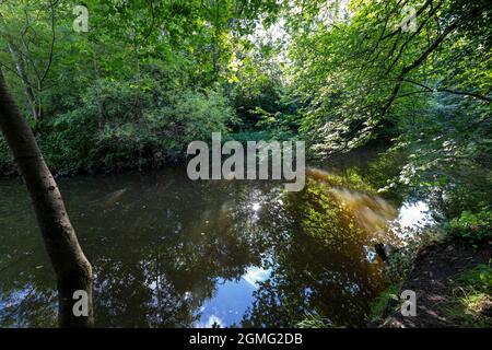 Blick auf die Baumkronen der meist Big Leaf Maple Trees, Edinburgh Schottland Großbritannien Stockfoto