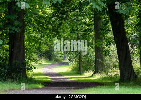 Blick auf die Baumkronen der meist Big Leaf Maple Trees, Edinburgh Schottland Großbritannien Stockfoto