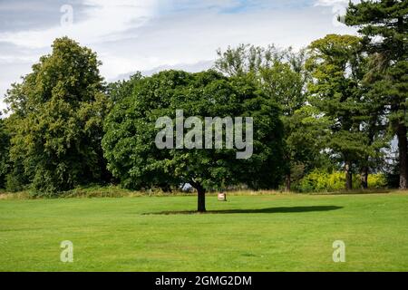 Blick auf die Baumkronen der meist Big Leaf Maple Trees, Edinburgh Schottland Großbritannien Stockfoto