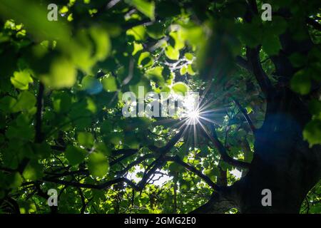 Blick auf die Baumkronen der meist Big Leaf Maple Trees, Edinburgh Schottland Großbritannien Stockfoto