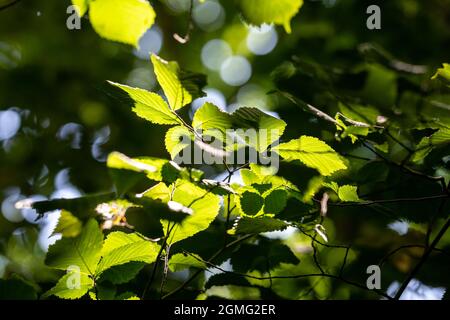 Blick auf die Baumkronen der meist Big Leaf Maple Trees, Edinburgh Schottland Großbritannien Stockfoto