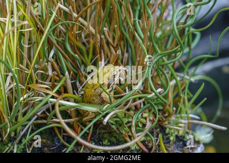 Nahaufnahme eines Gartenteichfrosches (Rana temporaria), der sich in einer Spirale versteckt, die sich im Gras von Wiltshire UK verdreht Stockfoto