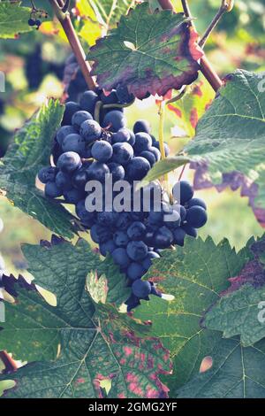 blaue Trauben im Weinberg Stockfoto