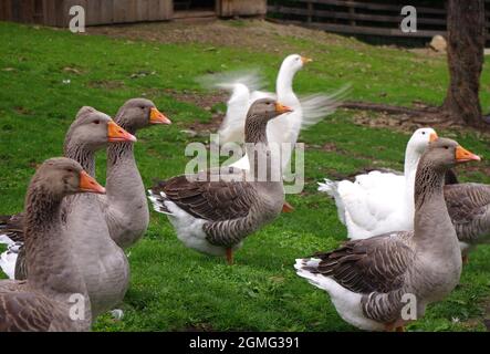 Einheimische Gänse auf dem Bauernhof. Herde von Mastgänsen auf dem Bauernhof für die Produktion von Fleisch und Gänsefedern.Weiße und braune Gans auf dem Bauernhof. Stockfoto