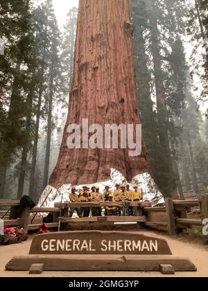 Three-States, Usa. September 2021. Wildlands Feuerwehrleute stellen sich vor, nachdem sie feuerfeste Strukturfolie um die Basis des General Sherman Tree gewickelt haben, um ihn vor dem eindringenden Waldbrand im KNP-Komplex in den Sequoia & Kings Canyon National Parks zu schützen 17. September 2021 in Three River, Kalifornien. Das massive Feuer hat 18,000 Hektar verbrannt und hat den Rand eines historischen Hains mit riesigen Mammutbäumen erreicht. Kredit: Handout/National Interagency Fire Center/Alamy Live Nachrichten Stockfoto