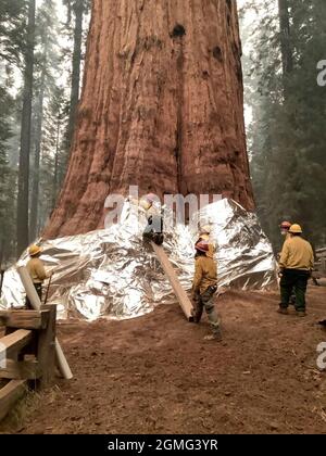 Three-States, Usa. September 2021. Feuerwehrleute verwenden feuerfeste Strukturwraps, um die Basis des General Sherman Tree vor dem eindringenden Waldbrand des KNP-Komplexes in den Sequoia & Kings Canyon National Parks zu schützen 17. September 2021 in Three River, Kalifornien. Das massive Feuer hat 18,000 Hektar verbrannt und hat den Rand eines historischen Hains mit riesigen Mammutbäumen erreicht. Kredit: Handout/National Interagency Fire Center/Alamy Live Nachrichten Stockfoto