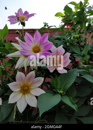 Vertikale Aufnahme von Dahlia imperialis, die bei Tageslicht in einem Garten wächst Stockfoto