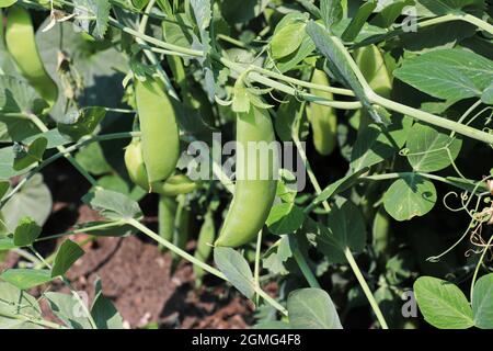 Nahaufnahme von grünen Erbsenschoten, die auf Reben wachsen Stockfoto