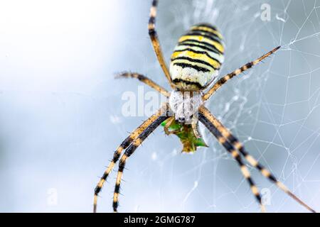 Schwarz-gelber Streifen Argiope bruennichi Wespenspinne auf Netz. Stockfoto