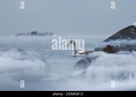 Einsamer Schwan, der im eiskalten Wasser der Ostsee in Helsinki, Finnland, wenige Stunden vor dem Einfrieren im Januar 2021 schwimmt. Stockfoto