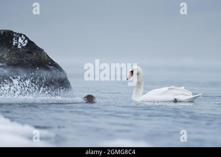 Einsamer Schwan, der im eiskalten Wasser der Ostsee in Helsinki, Finnland, wenige Stunden vor dem Einfrieren im Januar 2021 schwimmt. Stockfoto