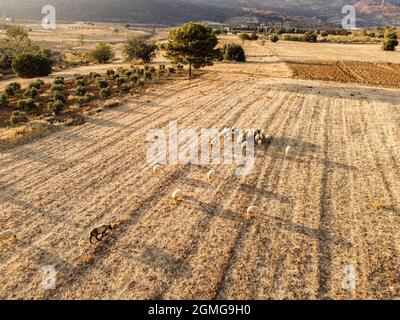 Schafherde in einem Feld Stockfoto