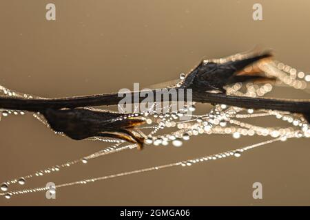 Nahaufnahme eines Spinnennetzes im Tau auf einer trockenen Pflanze, abstrakter natürlicher Hintergrund. Stockfoto