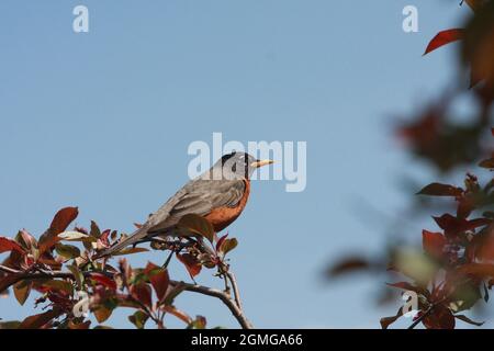 Ein gutaussehender amerikanischer Robin steht auf einem Ast mit einem klaren blauen Himmel im Hintergrund. Stockfoto